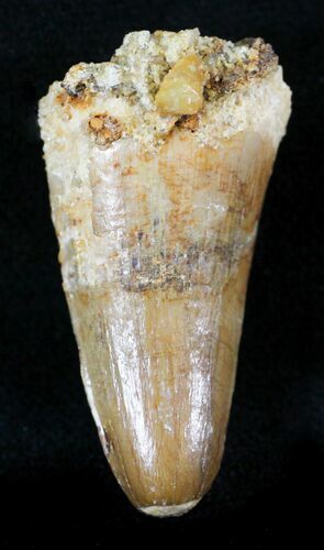 Cretaceous Fossil Crocodile Tooth - Morocco #23393